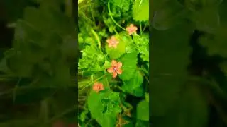 Scientific Name: Scarlet pimpernel, Medication Plant used for Infection, Joint pains,Wounds, #shorts