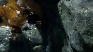 Black Squat Lobster (Galathea squamifera)