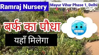 अनोखा पौधा || Ramraj Nursery || #youtube #plantnurseryvisit 