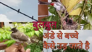 Bulbul bird : flying training to their chicks बुलबुल अपने बच्चों को उड़ना कैसे सिखाती है # hatching
