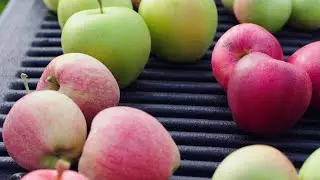 Climate Change Impacts Apple Finish