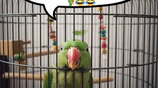 Raju Parrot ka Escape Plan Fail ho gaya! 🦜😂 #FunnyParrot