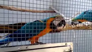 Different types of macaws & parrots in excellent breeding setup