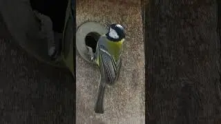 parus major perents taking care of babies #birds #shorts  #cute