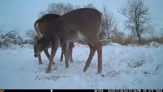 Injured Doe in front of trail camera (#7)