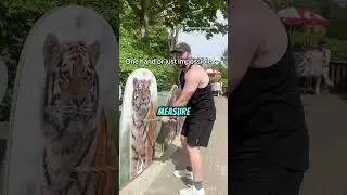 Testing Human Strength Against Lion