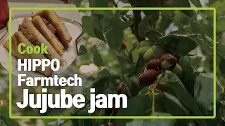Jujube Jam Recipe : Healthy & Delicious! Farmtech Cook | HIPPO Farmtech