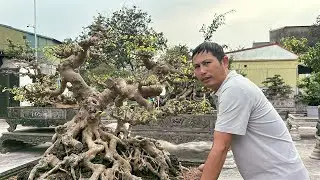 Lần đầu ghé thăm vườn anh Giáp Đá. Bất ngờ với dàn cây phôi chất lượng| Quảng Tùng