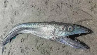 'Odd-looking' fish washes up on Seaside beach