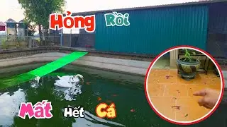 Thử Cho Cá Koi Ăn Cạnh Thiên Nga Và Bất Ngờ - Chỉ Sau Một Đêm Mất Gần Hết Cá Cờ / Quế Nghịch