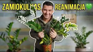 Zamiokulkas – jak o niego dbać i przesadzać? (Kompletny poradnik)