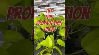 This Simple Hack Will Increase Plant Propagation Success