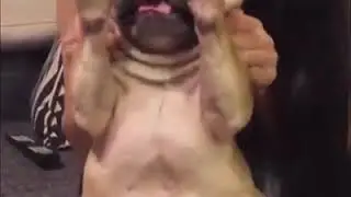 Ultimate Dog Tease
