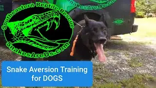 Snake Aversion Training for Dogs 🐶🐍