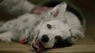 Errorless Learning: Dog Training with Chaser, the Dog Who Knows 1,000 Words (Episode 1)