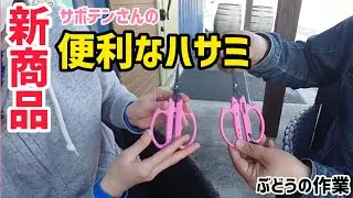 「ぶどうの作業」便利なハサミが出来ました！サボテンさんの新商品を紹介！