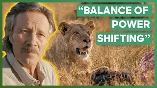 Two Male Lions Enjoy Their Prey While A Pack Of Hyenas Waits For Their Turn | Big Cat Tales