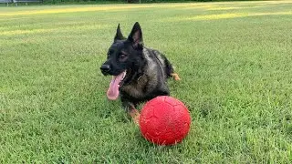 Out and about with DDR German Shepherd