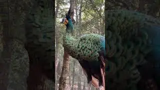 Green Peafowl/Green Peacock #shorts#green peafowl#green peacock #Java green peafowl