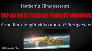 A Psilorhynchus Primer