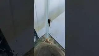 Головастик становится лягушкой