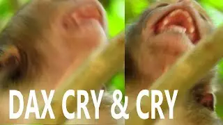 POOR DAX CRY & CRY HUNGRY ASK MILK , WHY DAISY BLOCK MILK DOESN'T GIVE MILK TO BABY DAX? |