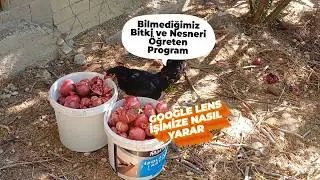 Plant and Object Recognition Program (Google Lens)