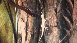 Langaha madagascariensis 1,0