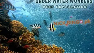 Under Water Wonders ! Nick Bingo pk