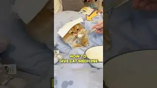 Как заставить кошку съесть лекарство
