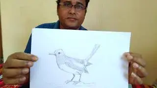 drawing tutorial ,,how to draw magpie( kivabe doel pakhi akte hoy)