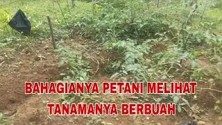 Alhamdullilah tanaman dikebun mulai tumbuh