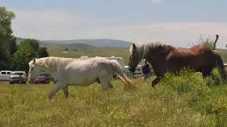 UIL draft horses into summer pasture