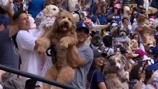 DOGGY DANCE PARTY 🐶 The Dodgers' awesome activity in-between innings | ESPN MLB