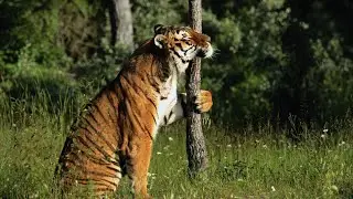 Close Encounter with Tiger in Kanha Kisli National Park