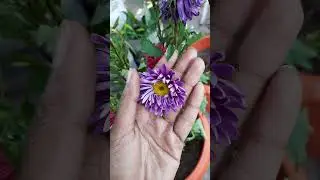 Callistephus China Aster #Shorts