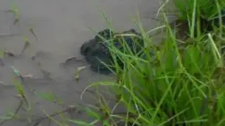 Giant Bullfrog and about 1000 tadpoles