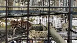 【旭山動物園】ユキヒョウ・ジーマvsアムールヒョウ・キンの対決動画！