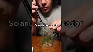 How To Make A Terrarium In A Tic Tac Box