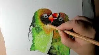 Lovebirds Drawing (Part 2) | Quiet Coloured Pencil Session