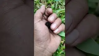 funny asmr caterpillar😂🙄 #funny #mhaedit #comedyvideos #shorts #youtubeshorts