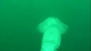 Giant squid tries attacking diver