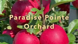 Apple Picking - Wellesley, ON @Globetrotter677