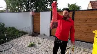 Am cules melci și i-am pus la purjat - o metodă sustenabilă de a scăpa de melcii nedoriți în grădină