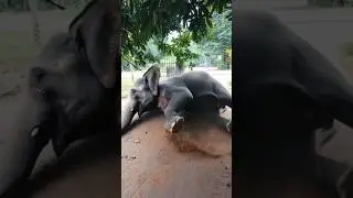 #animals #elephant #falls #ai #garden