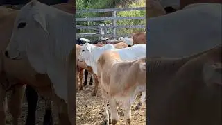 Bezerrada De Elite-Dia De Pesagem.#agro #pecuaria #bezerro #fazenda #gado #vidanaro&ccedil;a