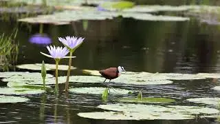 African Jacana