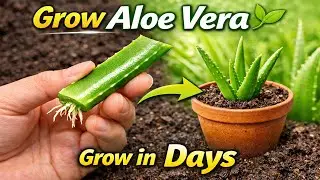 How to Grow Aloe Vera From Leaf Cutting FAST and Easy!