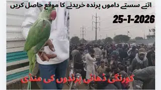 Korangi bird market latest update||Sunday Bird market korangi Karachi