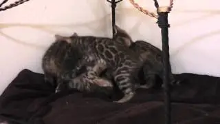 Ashmiyah Bengal Cats  |  Mitz x Dude kittens in 2013